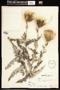 Cirsium undulatum image