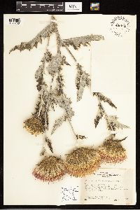 Cirsium undulatum image