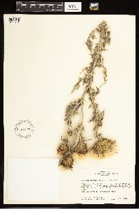 Cirsium undulatum image
