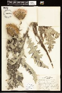 Cirsium undulatum image