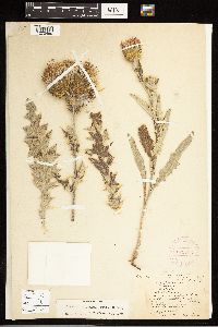 Cirsium undulatum image