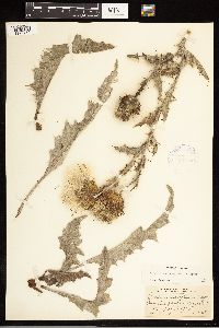 Cirsium undulatum image