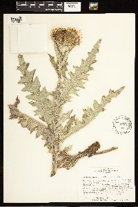 Cirsium undulatum image