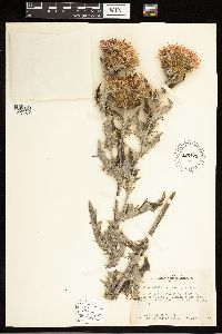 Cirsium undulatum image