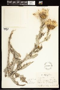 Cirsium undulatum image