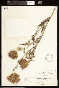 Cirsium undulatum image