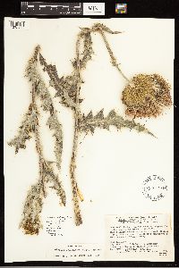 Cirsium undulatum image