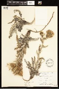 Cirsium undulatum image