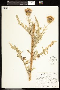 Cirsium undulatum image