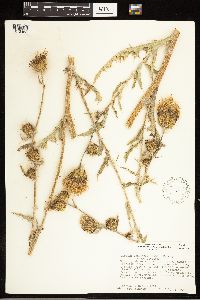 Cirsium undulatum image