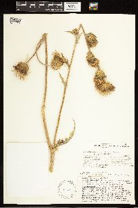 Cirsium undulatum image