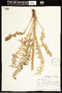 Cirsium undulatum image