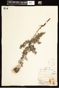 Cirsium undulatum image