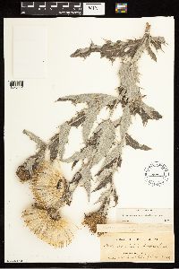 Cirsium undulatum image