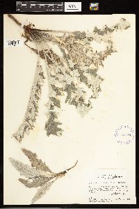 Cirsium undulatum image