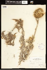 Cirsium undulatum image