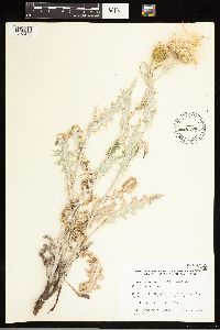 Cirsium undulatum image