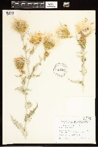 Cirsium undulatum image