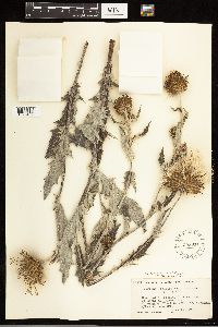 Cirsium undulatum image