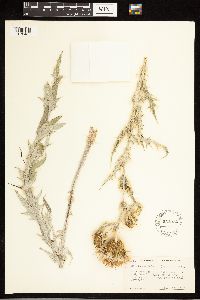 Cirsium undulatum image