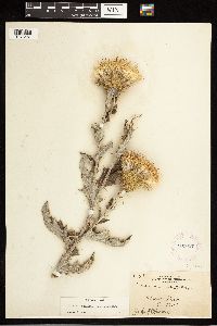 Cirsium undulatum image