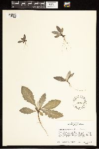 Cirsium undulatum image