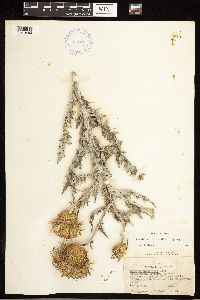 Cirsium undulatum image