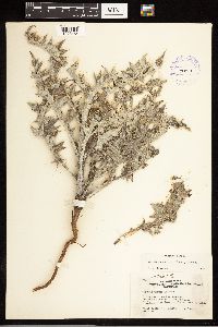 Cirsium undulatum image