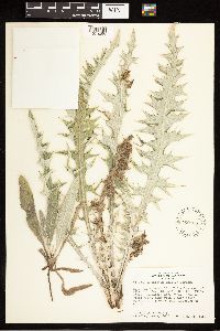 Cirsium undulatum image