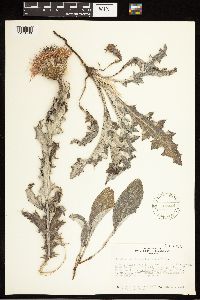 Cirsium undulatum image