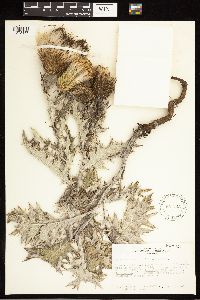 Cirsium undulatum image