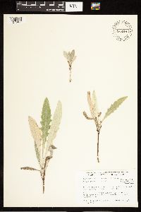 Cirsium undulatum image