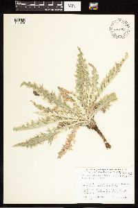 Cirsium undulatum image