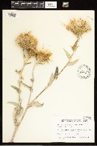 Cirsium undulatum image