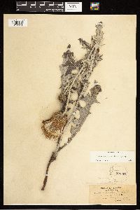 Cirsium undulatum image