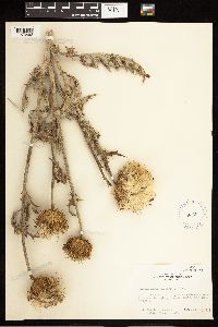Cirsium undulatum image