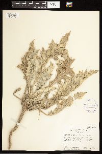 Cirsium undulatum image
