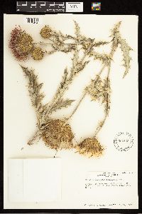 Cirsium undulatum image