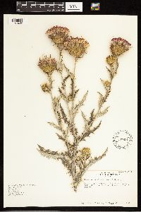 Cirsium undulatum image