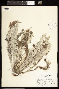 Cirsium undulatum image