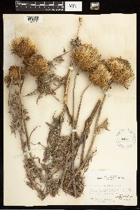 Cirsium undulatum image
