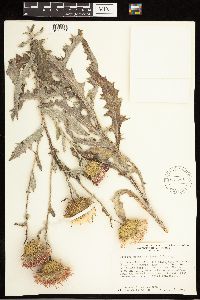 Cirsium undulatum image
