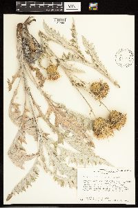 Cirsium undulatum image