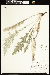 Cirsium undulatum image