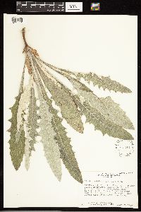 Cirsium undulatum image