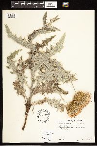 Cirsium undulatum image