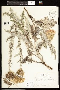 Cirsium undulatum image