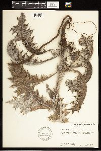 Cirsium undulatum image