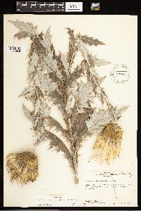 Cirsium undulatum image
