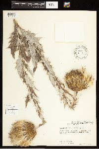 Cirsium undulatum image